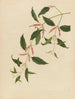 Album d'aquarelles chinoises de fruits asiatiques Pl21 - Anonyymi — näkymä teoksesta