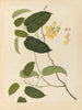 Album d'aquarelles chinoises de fruits asiatiques Pl22 - Anonyme — näkymä teoksesta