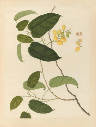 Anonymous - Album of Chinese watercolors of Asian fruits Pl22.webp