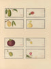 Album d'aquarelles chinoises de fruits asiatiques Pl23 - Anonyymi — näkymä teoksesta