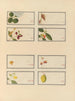 Album d'aquarelles chinoises de fruits asiatiques Pl24 - Anonyymi — näkymä teoksesta
