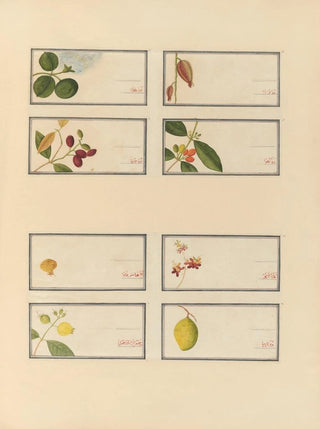 Anonymous - Album of Chinese watercolors of Asian fruits Pl24.webp