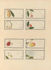 Album d'aquarelles chinoises de fruits asiatiques Pl25 - Anonyymi — näkymä teoksesta