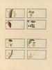 Album d'aquarelles chinoises de fruits asiatiques Pl26 - Anonyymi — näkymä teoksesta