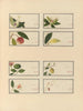 Album d'aquarelles chinoises de fruits asiatiques Pl27 - Anonyme — näkymä teoksesta
