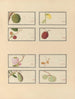 Album d'aquarelles chinoises de fruits asiatiques Pl28 - Anonyme — näkymä teoksesta