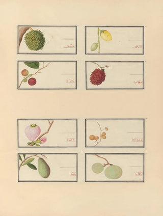 Anonymous - Album of Chinese watercolors of Asian fruits Pl28.webp