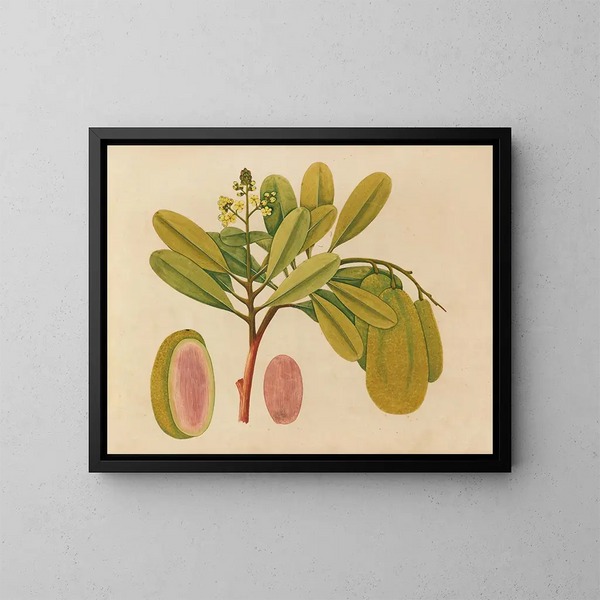 Album de aquarelles de fruits et fleurs asiatiques Pl01 - Anonyme — kehystetty taideteos seinällä