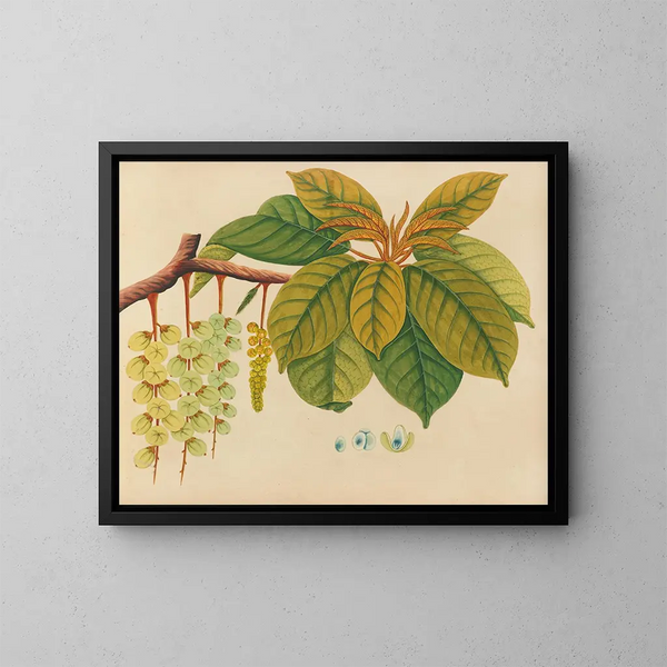 Album de aquarelles de fruits et fleurs asiatiques Pl03 - Anonyme — kehystetty taideteos seinällä