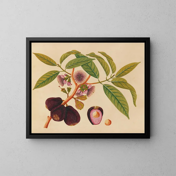 Album de aquarelles de fruits et fleurs asiatiques Pl05 - Anonyme — kehystetty taideteos seinällä