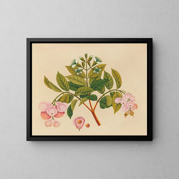 Album de aquarelles de fruits et fleurs asiatiques Pl06 - Anonyme — kehystetty taideteos seinällä