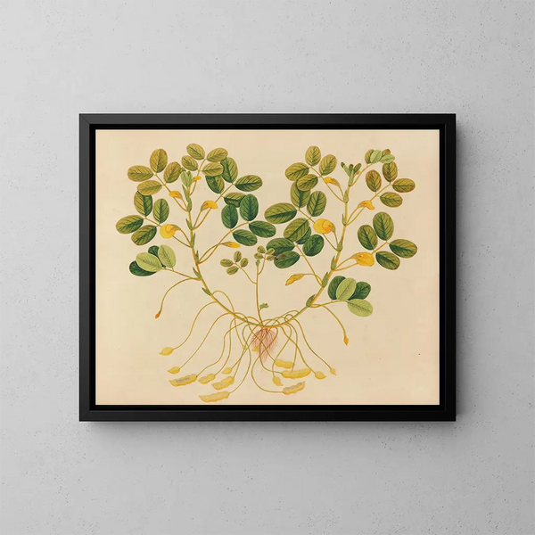 Album de aquarelles de fruits et fleurs asiatiques Pl11 - Anonyme — kehystetty taideteos seinällä