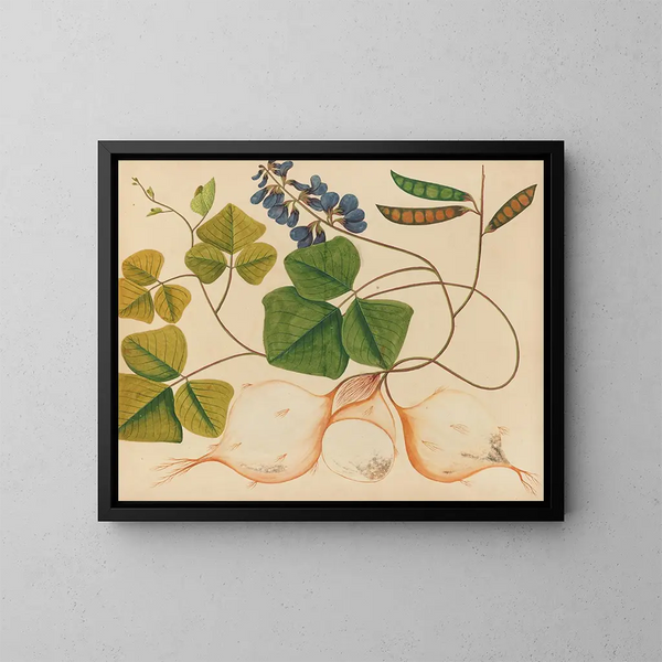 Album de aquarelles de fruits et fleurs asiatiques Pl13 - Anonyme — kehystetty taideteos seinällä