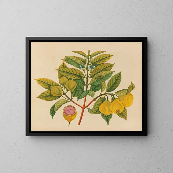 Album de aquarelles de fruits et fleurs asiatiques Pl14 - Anonyme — kehystetty taideteos seinällä