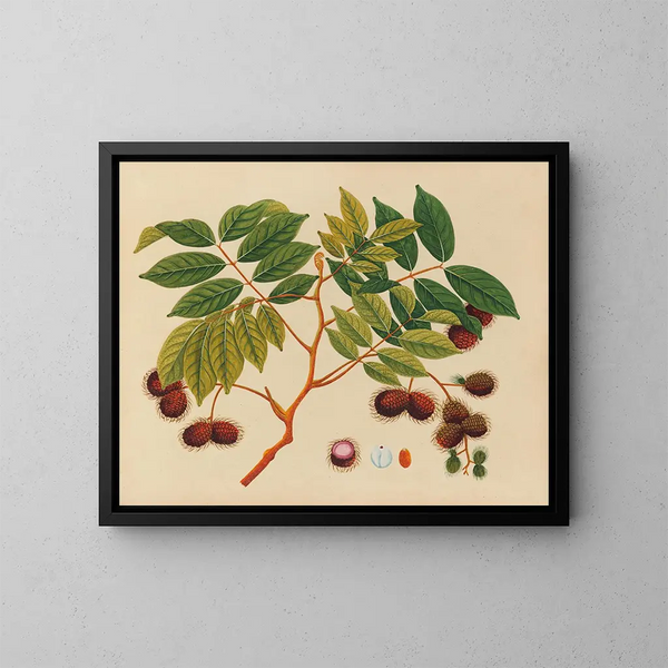 Album de aquarelles de fruits et fleurs asiatiques Pl16 - Anonyme — kehystetty taideteos seinällä
