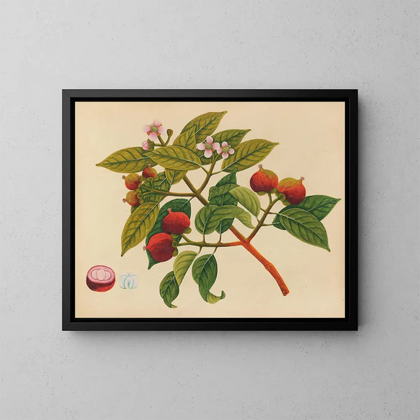 Album de aquarelles de fruits et fleurs asiatiques Pl17 - Anonyme — kehystetty taideteos seinällä