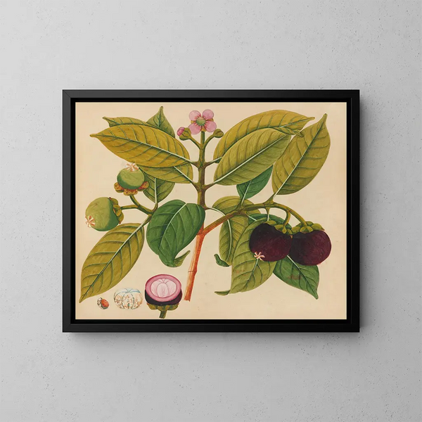 Album de aquarelles de fruits et fleurs asiatiques Pl18 - Anonyme — kehystetty taideteos seinällä