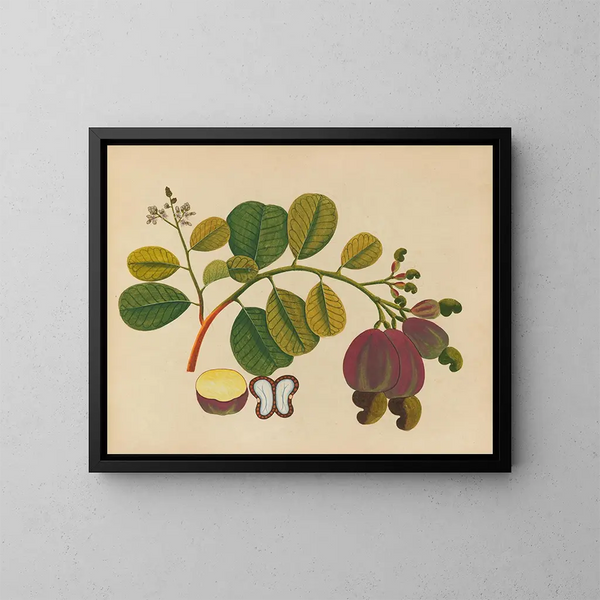 Album de aquarelles de fruits et fleurs asiatiques Pl19 - Anonyme — kehystetty taideteos seinällä