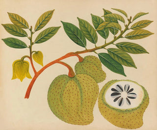 Album de aquarelles de fruits et fleurs asiatiques Pl20 - Anonyme — näkymä teoksesta