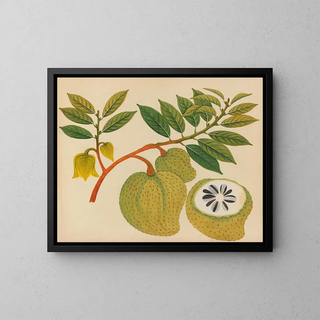 Album de aquarelles de fruits et fleurs asiatiques Pl20 - Anonyme — kehystetty taideteos seinällä