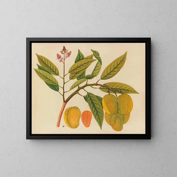 Album de aquarelles de fruits et fleurs asiatiques Pl21 - Anonyme — kehystetty taideteos seinällä