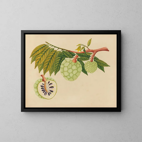 Album de aquarelles de fruits et fleurs asiatiques Pl22 - Anonyme — kehystetty taideteos seinällä