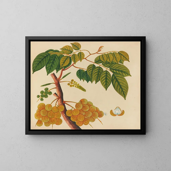 Album de aquarelles de fruits et fleurs asiatiques Pl25 - Anonyme — kehystetty taideteos seinällä