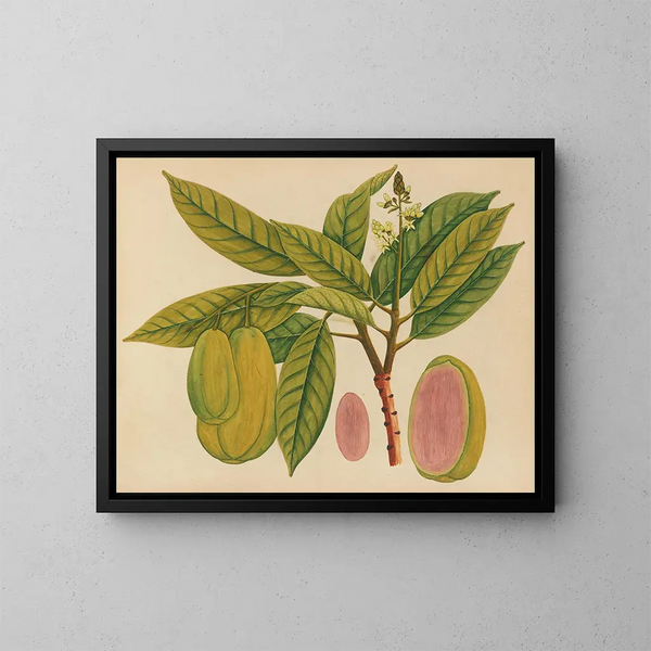 Album de aquarelles de fruits et fleurs asiatiques Pl27 - Anonyme — kehystetty taideteos seinällä