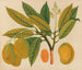 Album de aquarelles de fruits et fleurs asiatiques Pl28 - Anonyme — näkymä teoksesta
