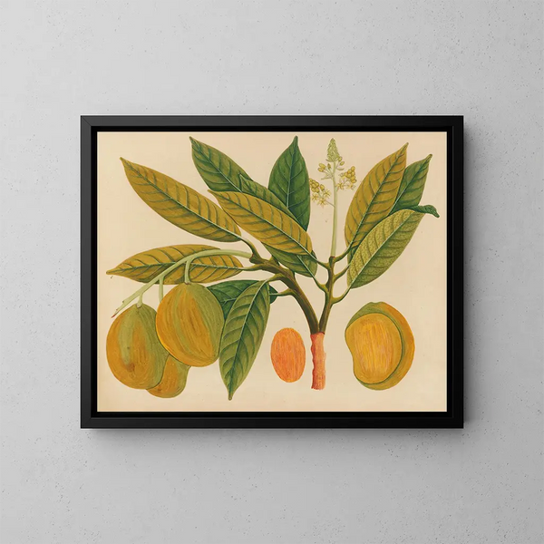 Album de aquarelles de fruits et fleurs asiatiques Pl28 - Anonyme — kehystetty taideteos seinällä