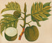 Album de aquarelles de fruits et fleurs asiatiques Pl30 - Anonyme — näkymä teoksesta