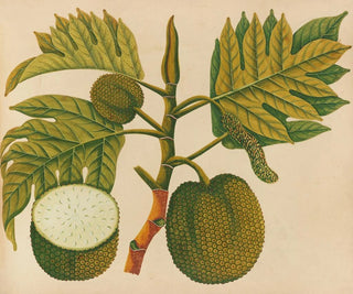 Album de aquarelles de fruits et fleurs asiatiques Pl30 - Anonyme — näkymä teoksesta
