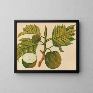 Album de aquarelles de fruits et fleurs asiatiques Pl30 - Anonyme — kehystetty taideteos seinällä