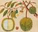 Album de aquarelles de fruits et fleurs asiatiques Pl31 - Anonyme — näkymä teoksesta