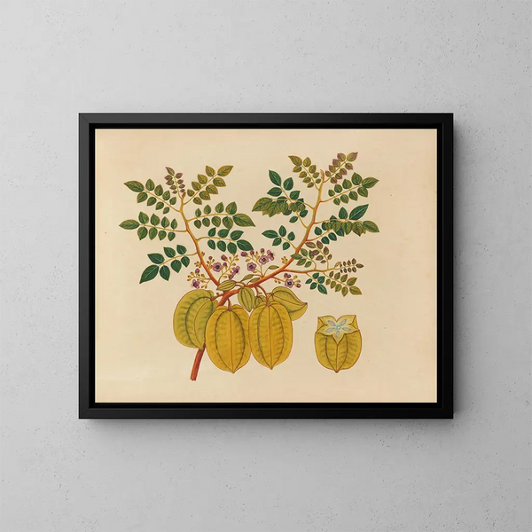 Album de aquarelles de fruits et fleurs asiatiques Pl32 - Anonyme — kehystetty taideteos seinällä