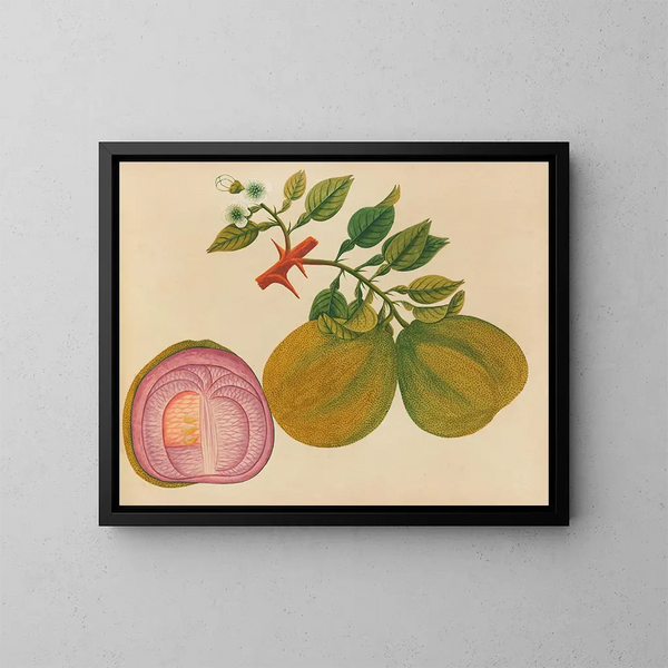 Album de aquarelles de fruits et fleurs asiatiques Pl33 - Anonyme — kehystetty taideteos seinällä