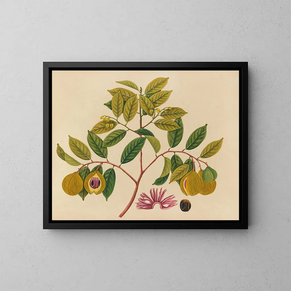 Album de aquarelles de fruits et fleurs asiatiques Pl35 - Anonyme — kehystetty taideteos seinällä