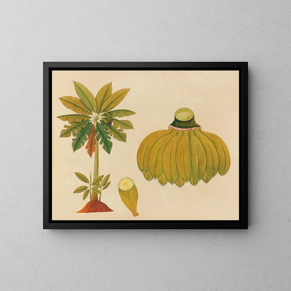 Album de aquarelles de fruits et fleurs asiatiques Pl36 - Anonyme — kehystetty taideteos seinällä