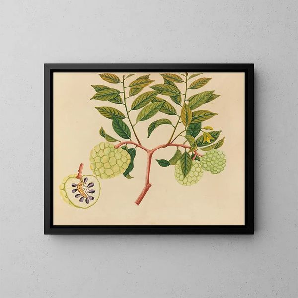 Album de aquarelles de fruits et fleurs asiatiques Pl37 - Anonyme — kehystetty taideteos seinällä