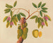 Album de aquarelles de fruits et fleurs asiatiques Pl38 - Anonyme — näkymä teoksesta