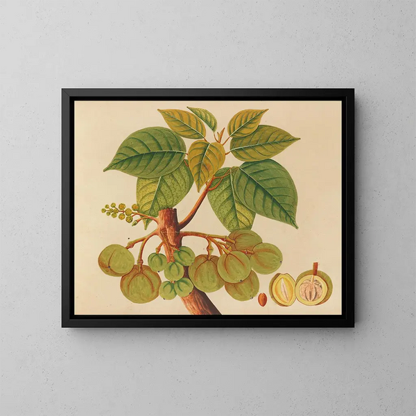 Album de aquarelles de fruits et fleurs asiatiques Pl39 - Anonyme — kehystetty taideteos seinällä