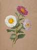Asters - Anonyymi — näkymä teoksesta