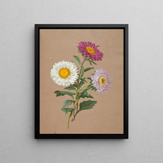 Anonymous - Astry.webp