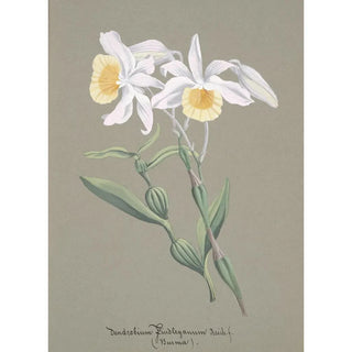 Anonymous - Collection dorchidees Pl04.webp