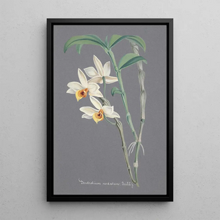 Anonymous - Collection dorchidees Pl12.webp