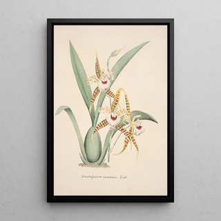 Anonymous - Collection dorchidees Pl19.webp