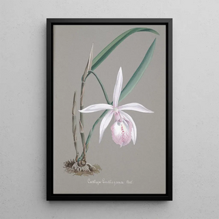 Anonymous - Collection dorchidees Pl21.webp