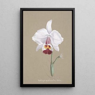 Anonymous - Collection dorchidees Pl26.webp