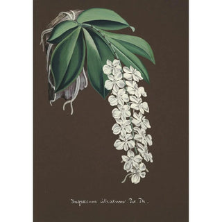 Anonymous - Collection dorchidees Pl38.webp