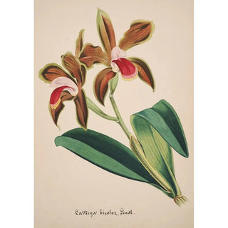 Anonymous - Collection dorchidees Pl47.webp